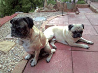 Buzz and Brutus the Pug Dogs on the patio.